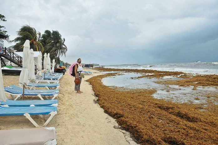 sargazo.jpg_601823968