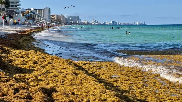 sargazo_cancun_quintana_roo_afp.jpg_554688468