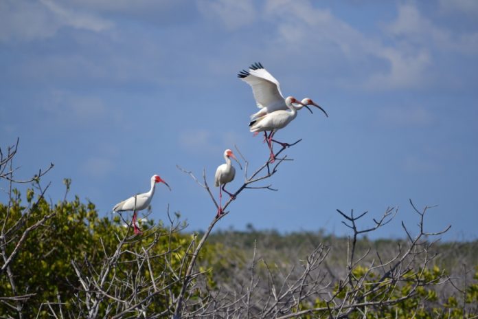 Se_busca_difundir_el_valor_de_la_Isla_Cozumel_como_hogar__albergue__sitio_de_alimentacion__reproduccion_y_descanso_para_las_aves
