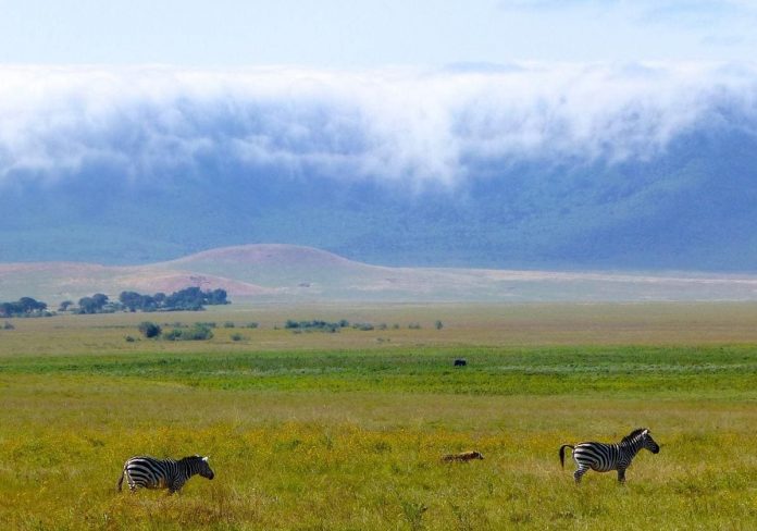 ngorongoro-k72D-U602927299515nCB-1200x840@diario_abc