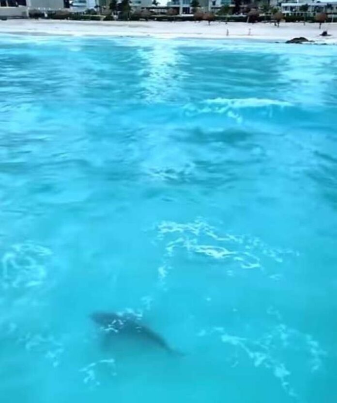 IMG-20250119-WA0051-696x831