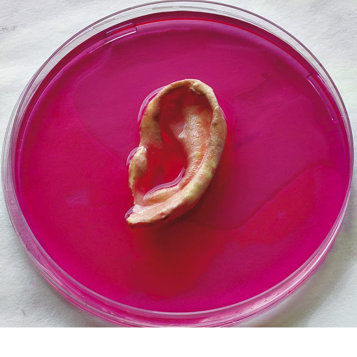 polimeros-y-celulas-mare-cultivo-organos-a