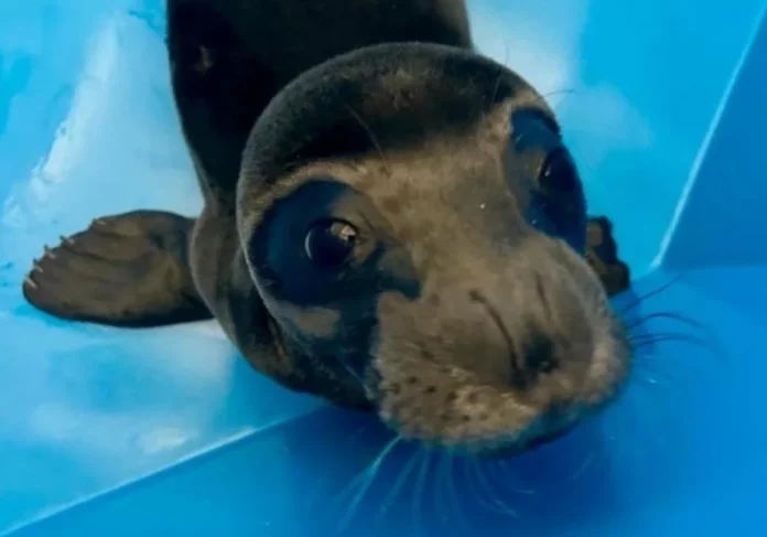 foca-monje-kFJD-U705577239523CE-1200x840@diario_abc