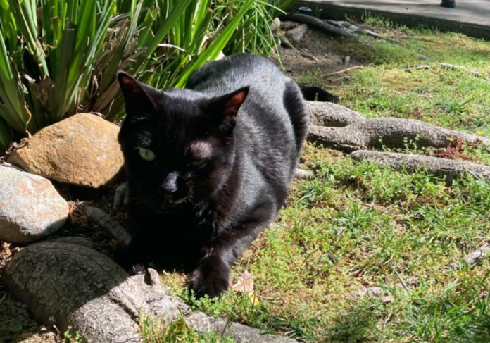 AblackcatsittingonarockinayardAI-generatedcontentmaybeincorrect_-U603400659511yPC-RoAR3OP6Y7M38YzIwhxZCzN-1200x840@diario_abc