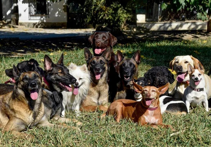 razas-perros-k8hB-U701492493518HQD-1200x840@diario_abc