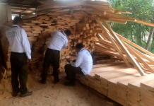 Aseguran madera de chicozapote durante operativo nacional contra tala ilegal en Felipe Carrillo Puerto