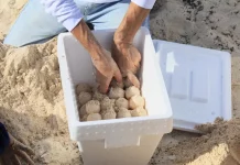 Registran más arribo de tortugas en playas de Cancún