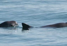 Avistan entre siete y diez vaquitas marinas en el Alto Golfo de California