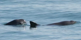 Avistan entre siete y diez vaquitas marinas en el Alto Golfo de California