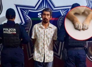 Hombre asesinó a un perro frente a sus hijos en Cancún, ya fue detenido