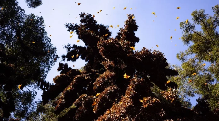 Por tala ilegal, la Profepa cierra predio en la Biósfera de la Mariposa Monarca