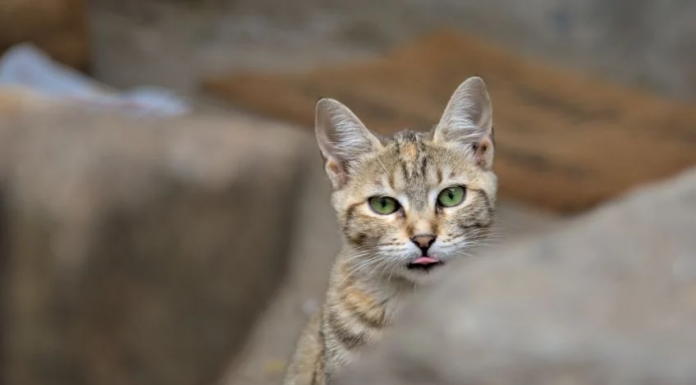 Voces que no pueden hablar: el abandono animal en México