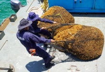 Recolección de sargazo en altamar, solución que plantea Semarnat en Quintana Roo; llegan 9 mil toneladas diarias