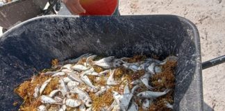 Mortandad de peces, fenómeno que afecta al Caribe internacional, señalan expertos; presencia del sargazo cambia parámetros de calidad de agua