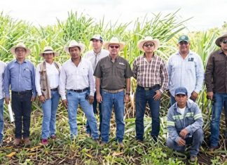Destinan millones para fortalecer producción cañera en Quintana Roo