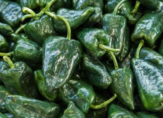 El chile poblano se encarece hasta 105 pesos por kilo en esta temporada de Chiles en Nogada