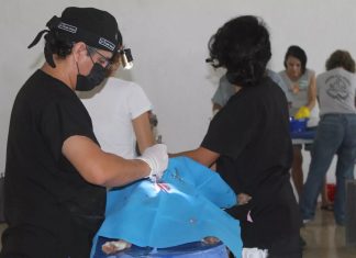 Anuncian jornada permanente de esterilización animal en Chetumal