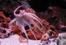 Pesca de pulpo de la península deja millonaria derrama