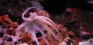 Pesca de pulpo de la península deja millonaria derrama