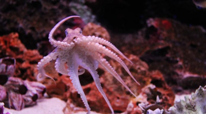 Pesca de pulpo de la península deja millonaria derrama