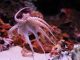 Pesca de pulpo de la península deja millonaria derrama