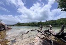 Registran un 89% de supervivencia en restauración de manglares de Nichupté