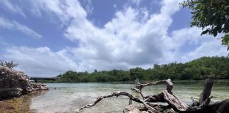 Registran un 89% de supervivencia en restauración de manglares de Nichupté
