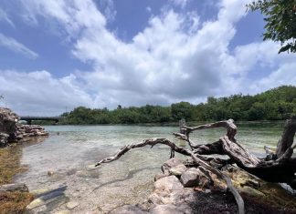 Registran un 89% de supervivencia en restauración de manglares de Nichupté