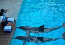 Insisten en crear santuario de delfines en Quintana Roo