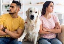 ¿Pensión para los ‘perrhijos’? Proponen que mascotas reciban manutención tras divorcios en CDMX
