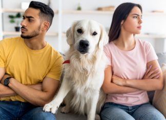 ¿Pensión para los ‘perrhijos’? Proponen que mascotas reciban manutención tras divorcios en CDMX