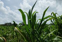 Productores de José María Morelos ya no pueden predecir los cambios del clima