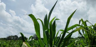 Productores de José María Morelos ya no pueden predecir los cambios del clima