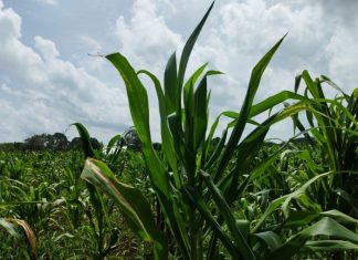 Productores de José María Morelos ya no pueden predecir los cambios del clima