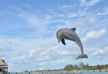 Realizan estudios técnicos para crear en Cozumel el primer santuario de delfines de Latinoamérica