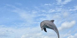 Realizan estudios técnicos para crear en Cozumel el primer santuario de delfines de Latinoamérica