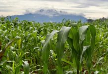 Ahorrar energía y agua en la agricultura: ¿y si sí?