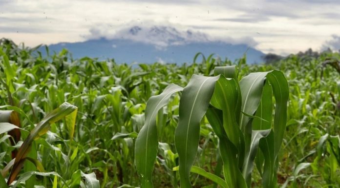 Ahorrar energía y agua en la agricultura: ¿y si sí?