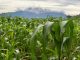 Ahorrar energía y agua en la agricultura: ¿y si sí?
