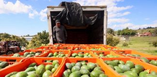 Washington suspende por tercera vez la importación de aguacate mexicano