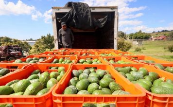 Washington suspende por tercera vez la importación de aguacate mexicano
