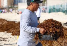 Fertilizan berries, aguacates y hortalizas con sargazo caribeño