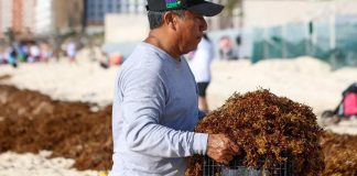 Fertilizan berries, aguacates y hortalizas con sargazo caribeño