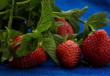 EU pone cuotas a la fresa mexicana y afecta a miles de productores