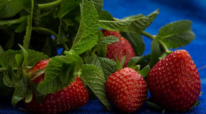 EU pone cuotas a la fresa mexicana y afecta a miles de productores