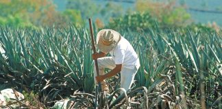Campo atraviesa por escenarios complejos: CNA
