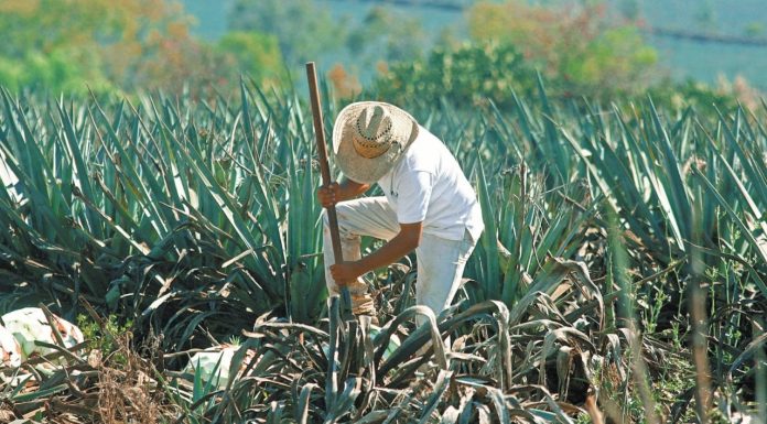 Campo atraviesa por escenarios complejos: CNA