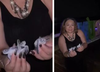 Hasta 350 mil pesos de multa a turistas por manipular a tortugas marinas