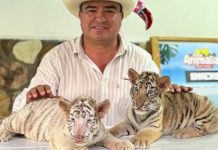 Jaguares, tigres, monos, pumas… animales corren peligro por la falsa «conservación»