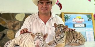 Jaguares, tigres, monos, pumas… animales corren peligro por la falsa «conservación»